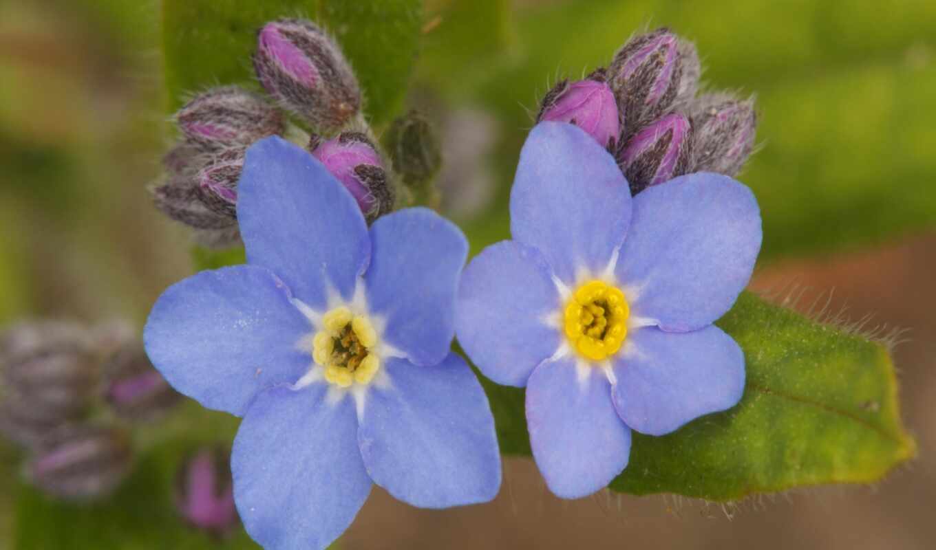 flowers, compilation, pack, forget - me - nots, webshots