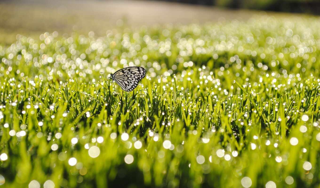 the, bokeh, year, nature, the sun, grass, drops, butterfly