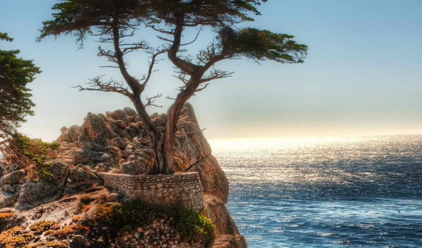 picture, tree, ocean, rocks