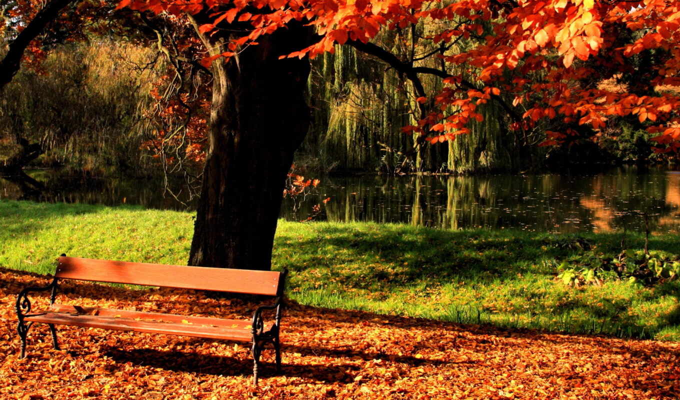 дерево, осень, листва, пруд, park, скамейка