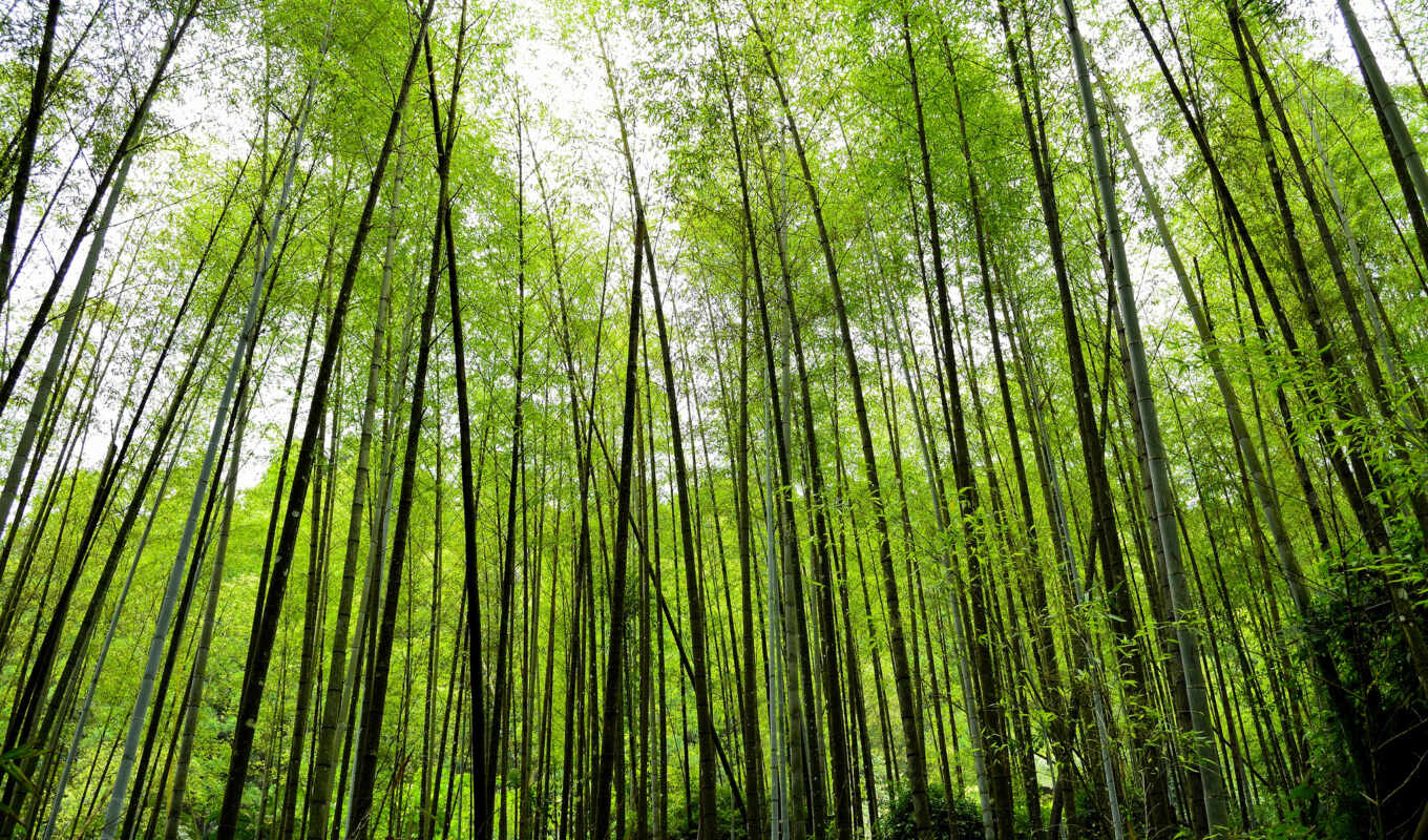 природа, лес, зелень, бамбук, bambu