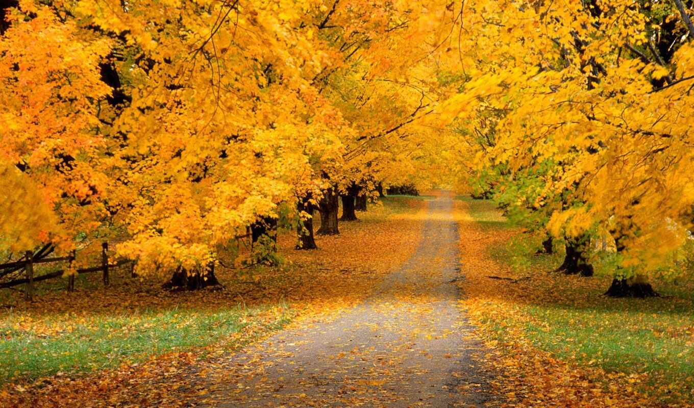 nature, beautiful, years, time, autumn