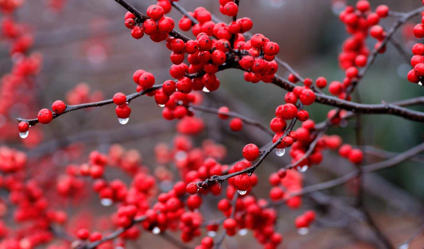 page, Red, drops, rain, red, high, branch, berries