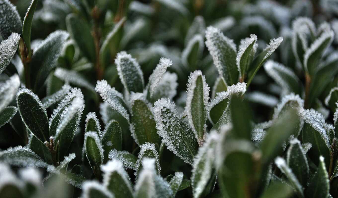 macro, frost, grass, snow, foliage