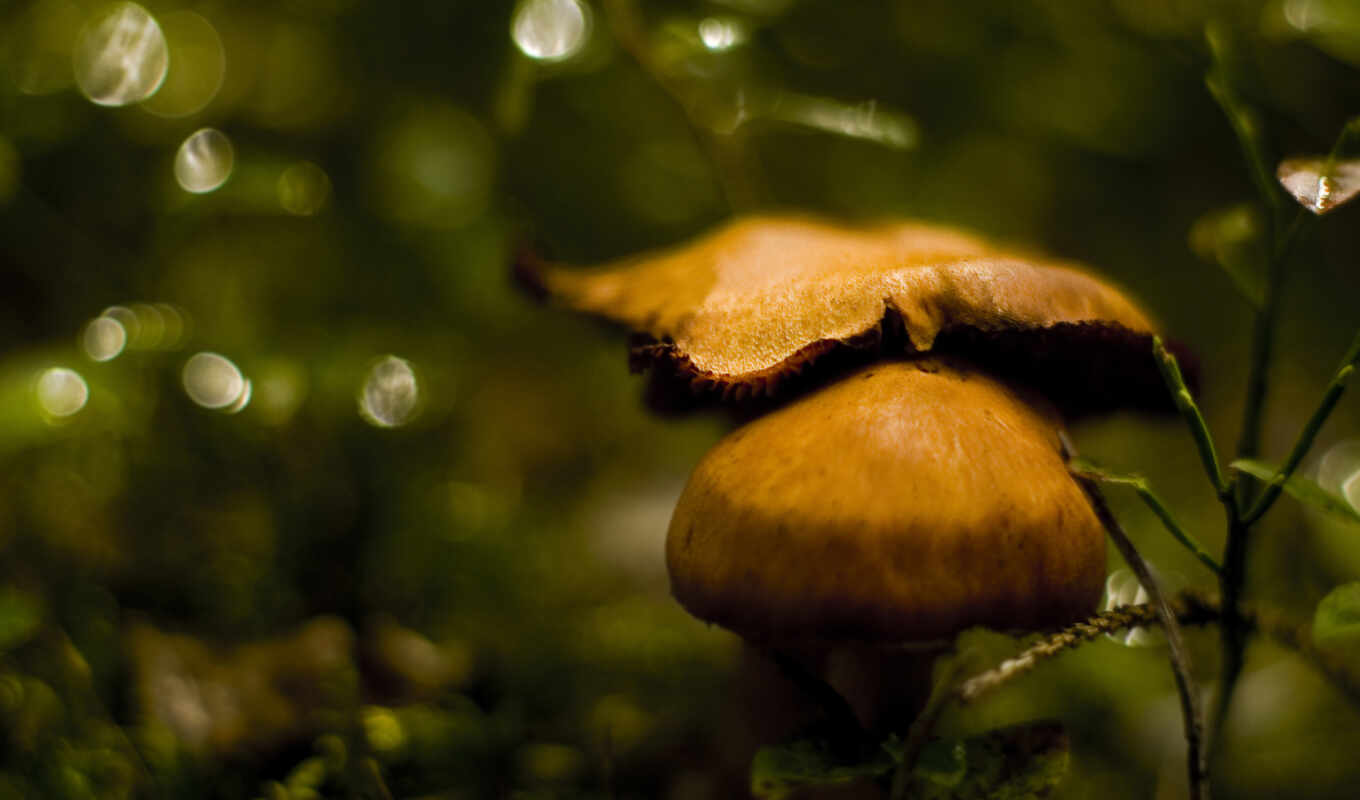 macro, the, images, blurring, mushroom, fungi, act