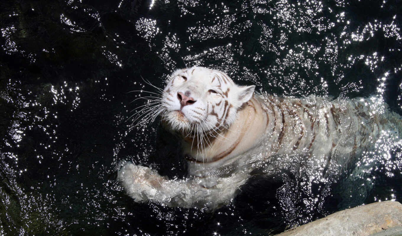 тигр, white, тигры, удовольствием, играет, купается, бассейне, красивые, фотографий, под, 