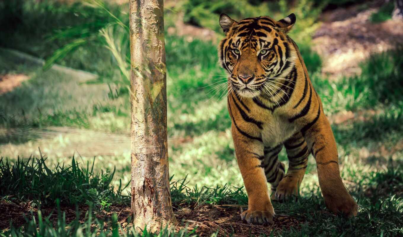 кот, животные, тигр, wild, animal