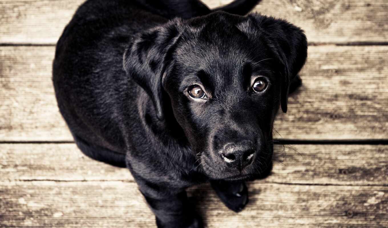 black, собака, щенок, labrador, animal, retriever