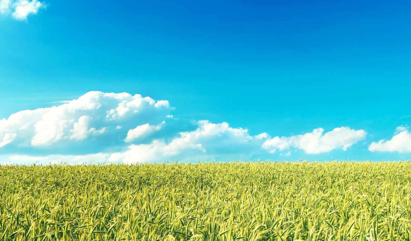 небо, поле, source, горизонт, rye, пшеница, злаки