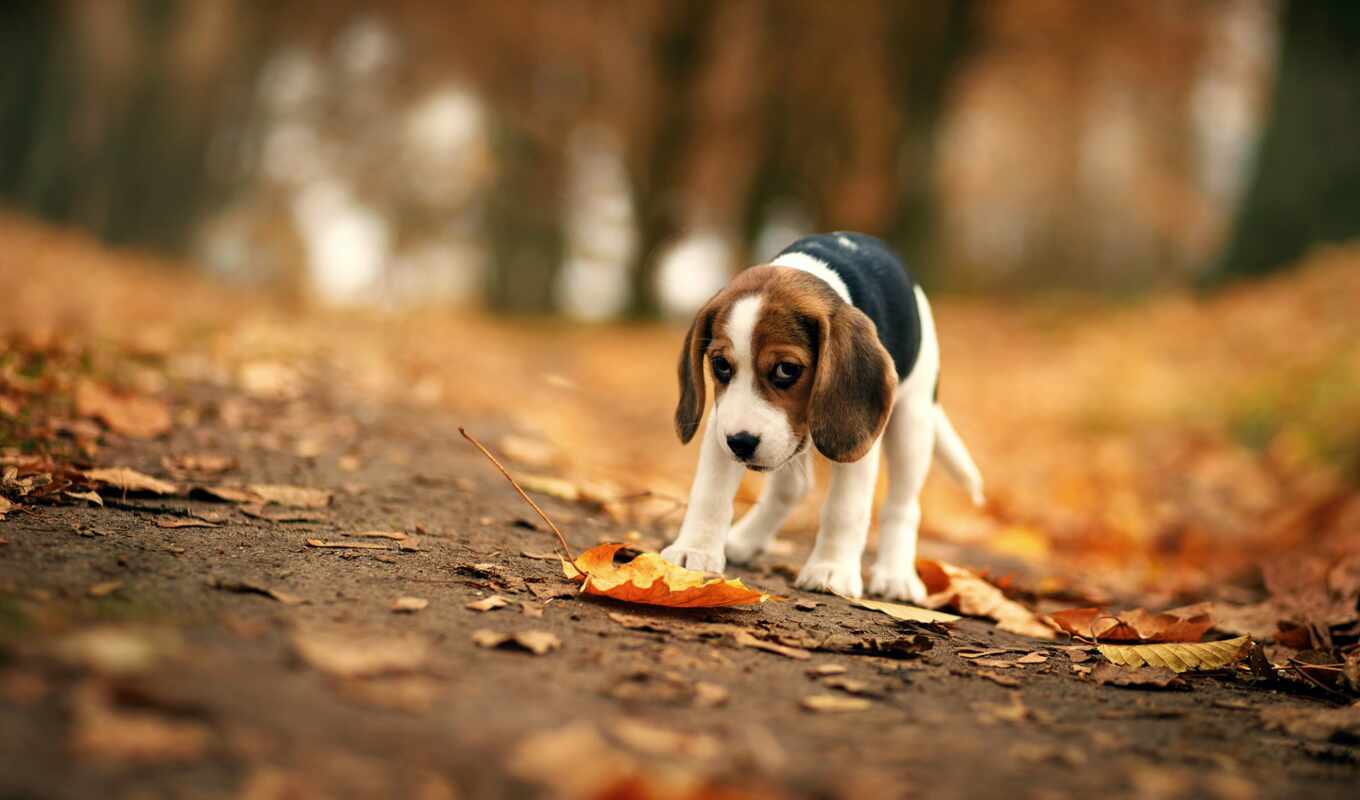 view, road, dog, autumn, puppy, breed, beagle, friend