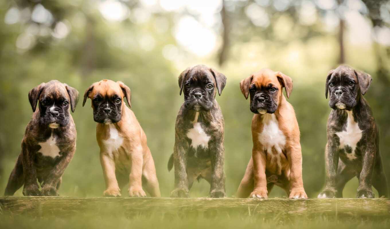 cute, dog, puppy, animal, german, small, device, pet, boxer