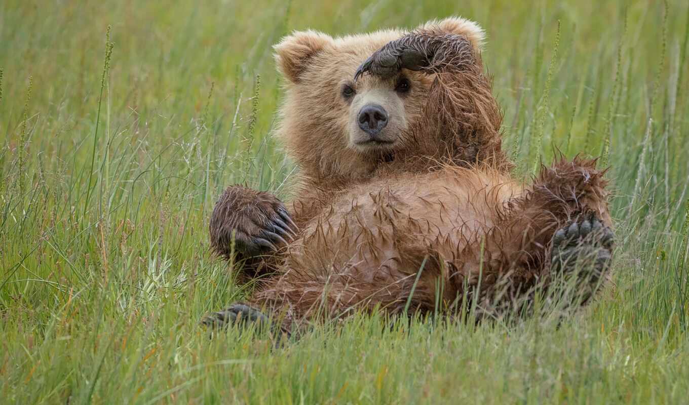 art, black, brown, bear, animal, card, alaska, warms, grizzly, bear