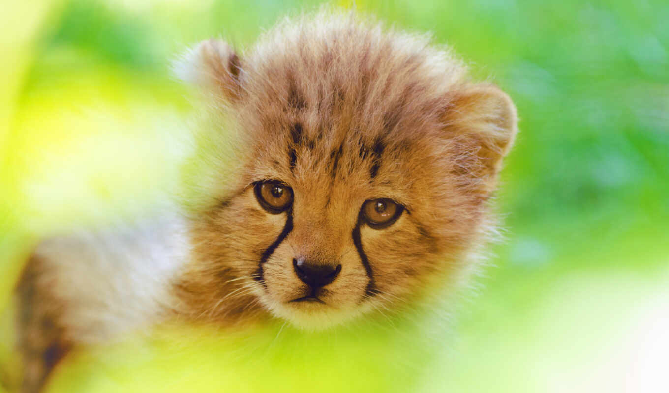 cute, гепард