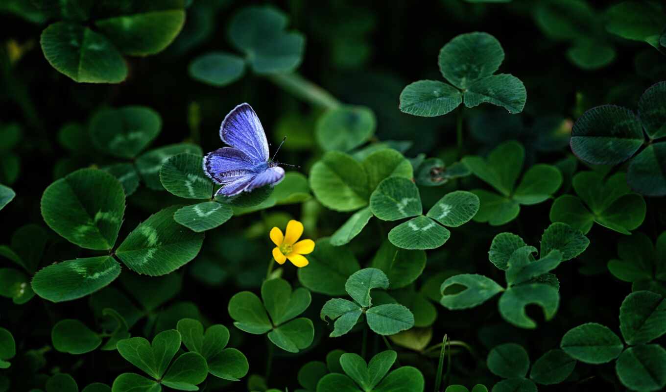 фото, blue, фон, зелёный, бабочка, насекомое, clover, mariposa, samsing