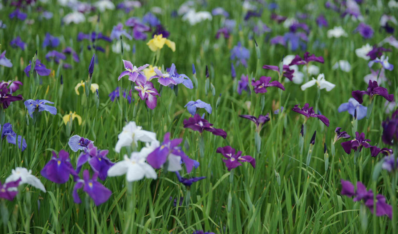photo, summer, field, lawn, colored, iris
