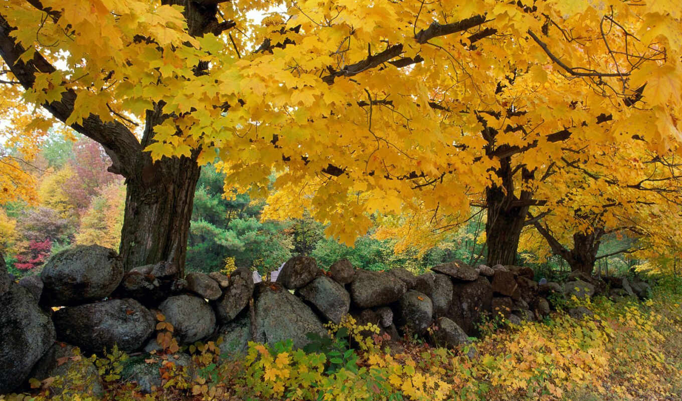 осень, осенние, осеннее, красивые, лес, деревья, дерево, деревьев, за, 