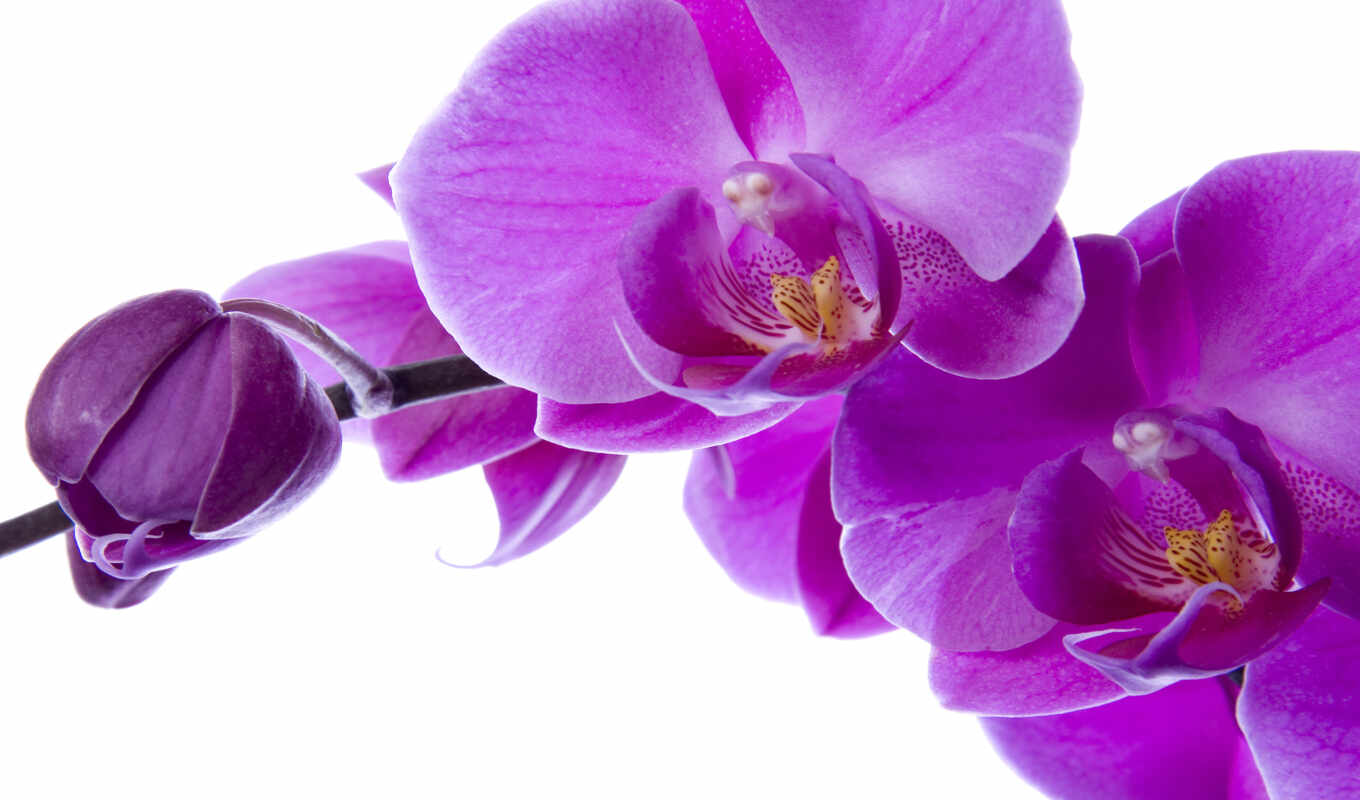 note, orchids, sale, order, delivery, photo wallpapers, belarus, photopanno, production