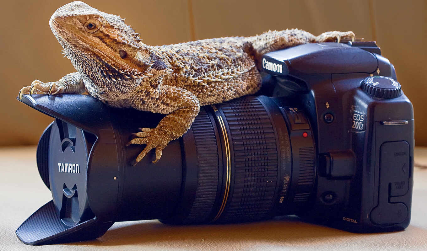photo camera, lens, canon, decorate, place, lizard, desktop mania, high quality