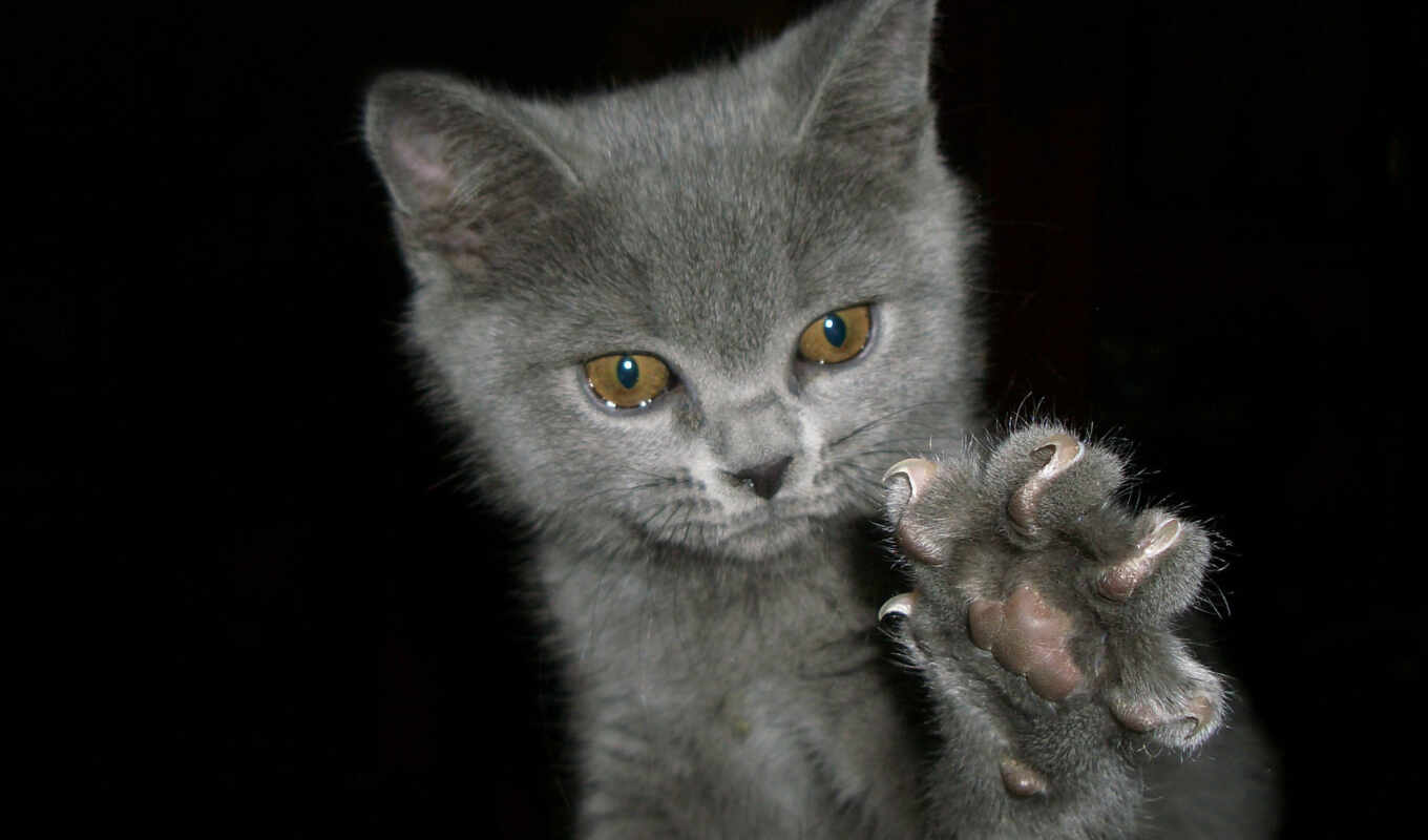 cats, claws, zhivotnye, cat