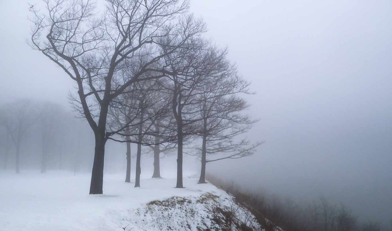 природа, дерево, снег, winter, trees, туман, dry