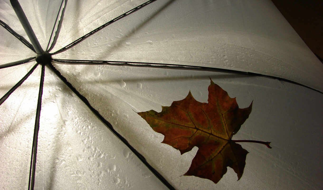 лист, дождь, погода, зонтик, разное, leav