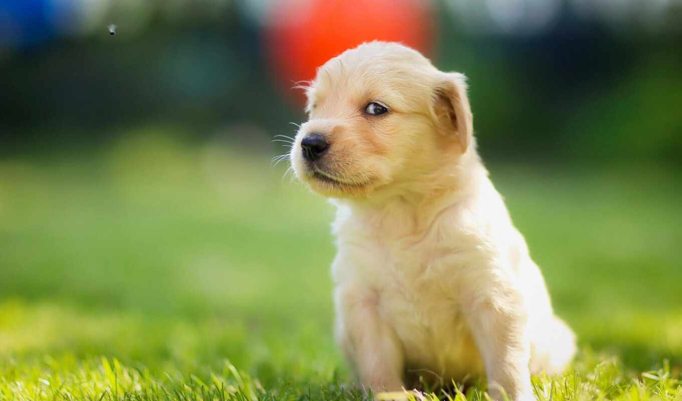 sits, golden, puppy, Labrador, retriever, grass, gold, nature, puppy