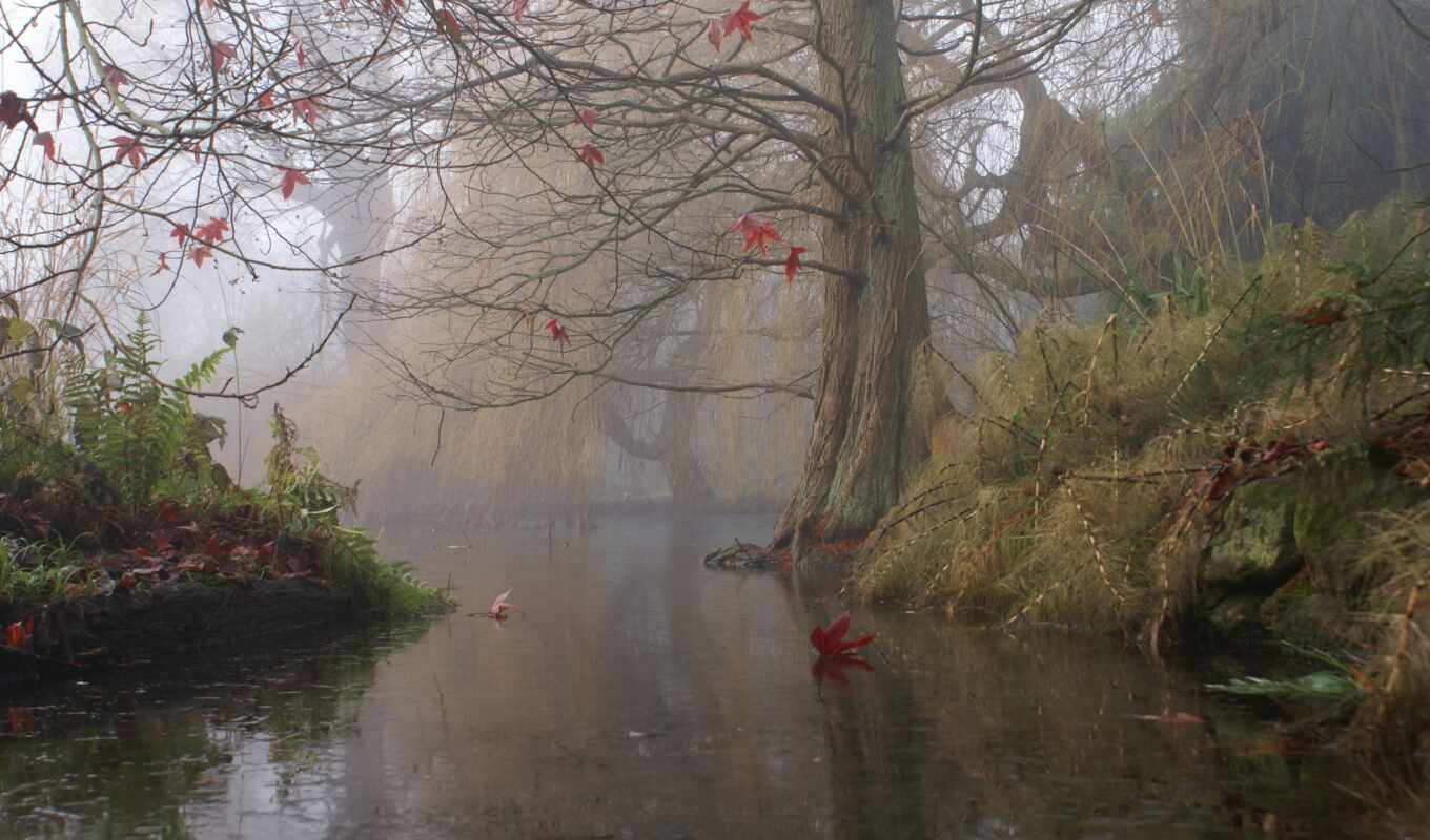 природа, art, дерево, water, живопись, осень, листва, trees, туман