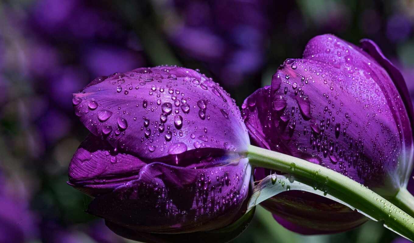 цветы, drop, картинка, sun, purple, рассвет, красивый, тюльпан, cvety, заставка, makryi