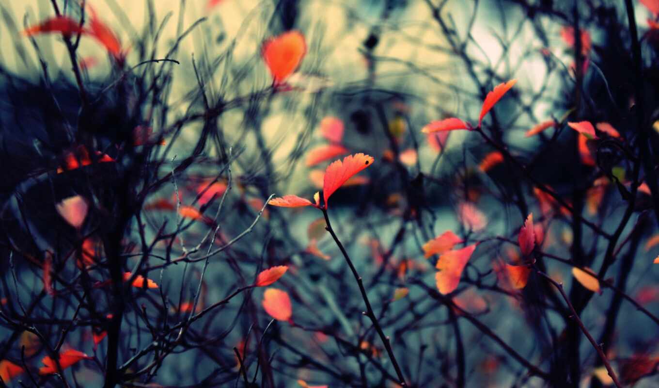 nature, autumn