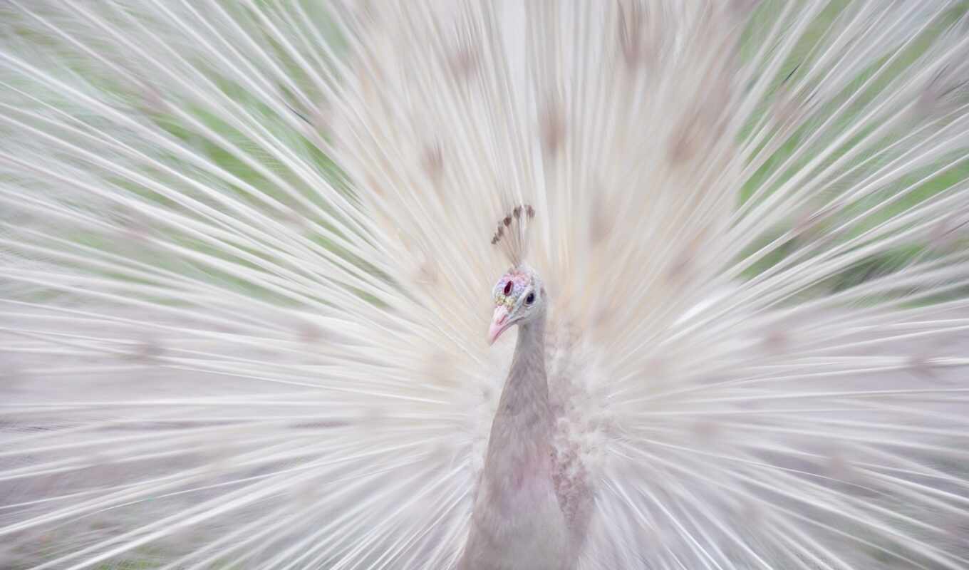 bird, beautiful, peacock, peacock, lahore, albino, pofoto