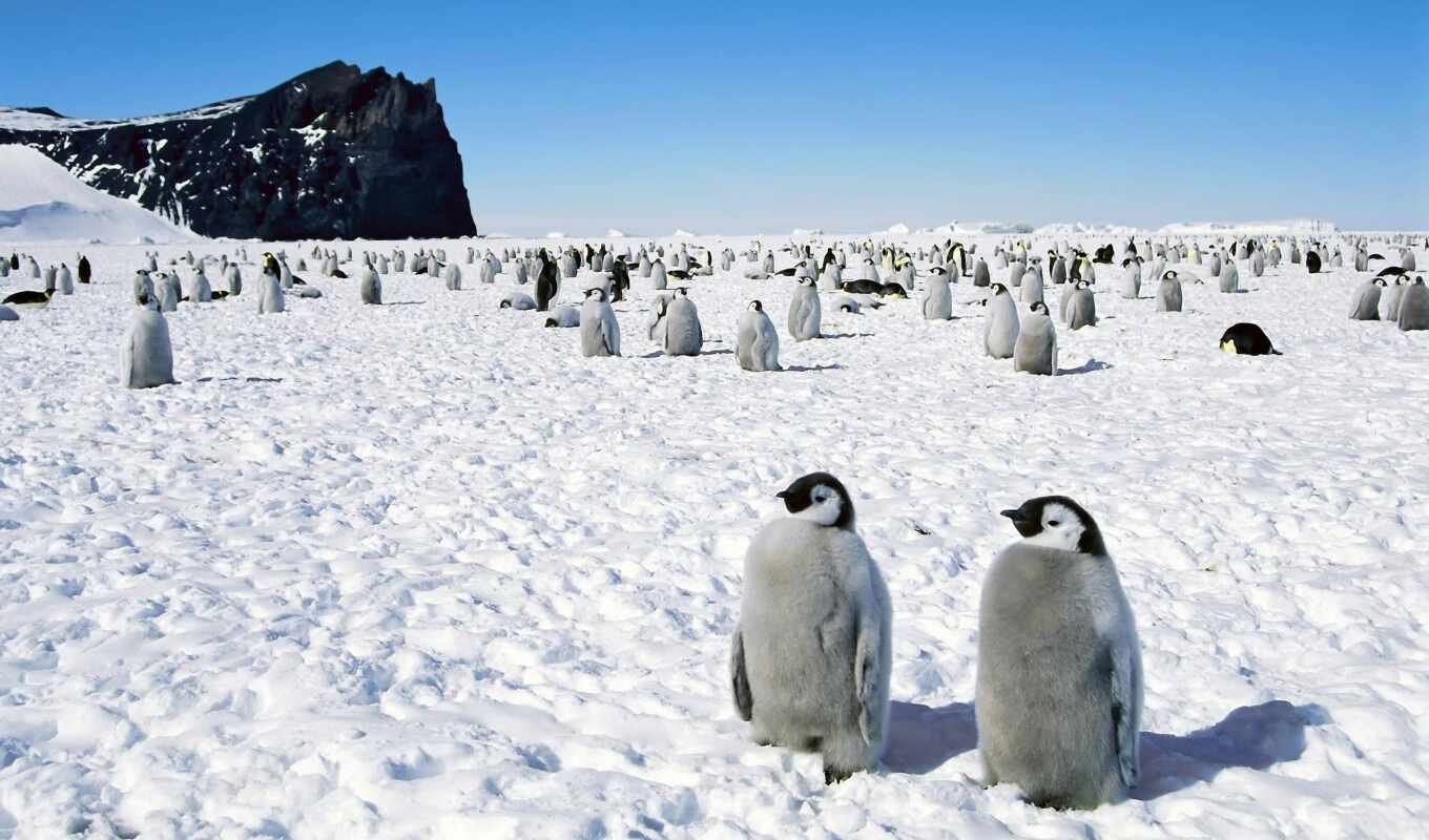 картинка, снег, снегу, пингвины, пингвинов, птицы