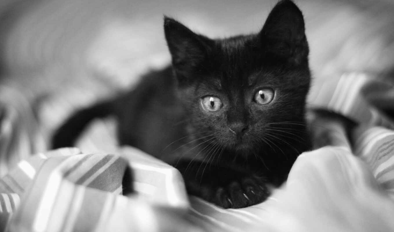 black, чёрно, белые, кот, лежит, котенок, грустный, малыш, gatto