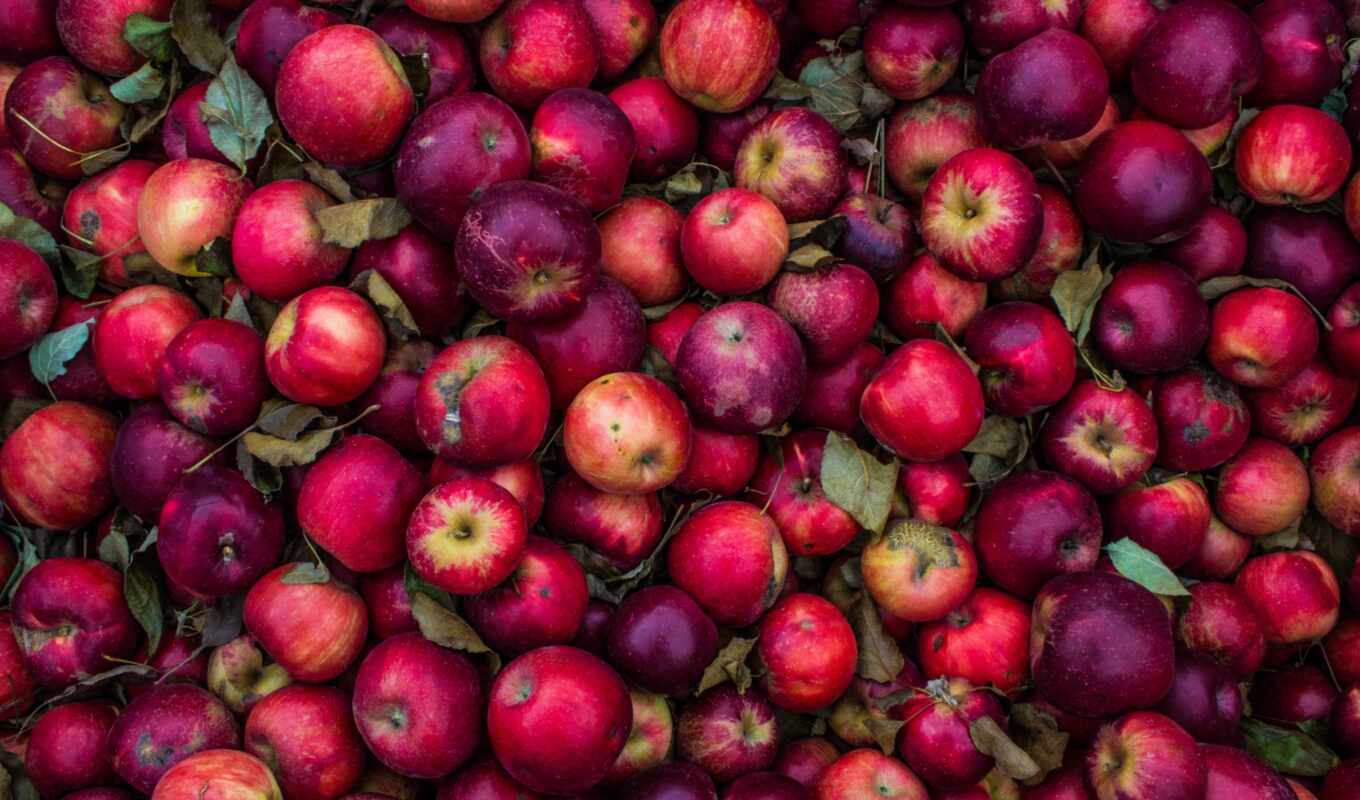 apple, лист, new, красное, когда, табличка, cinnamon, nutrition, tangerine, snimat, selhozprodukciya