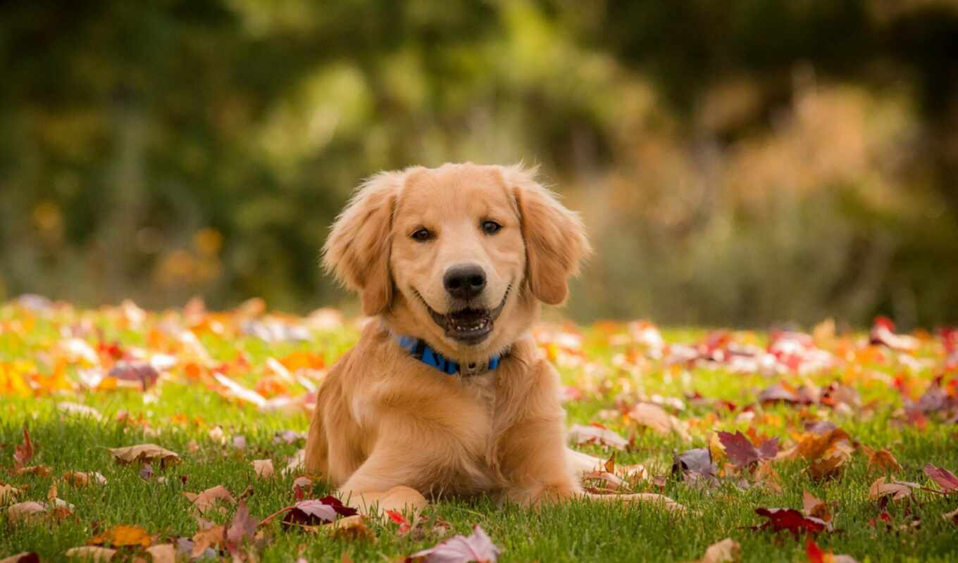 view, dog, time, autumn, breed, language, animal, beautiful, another, emotions
