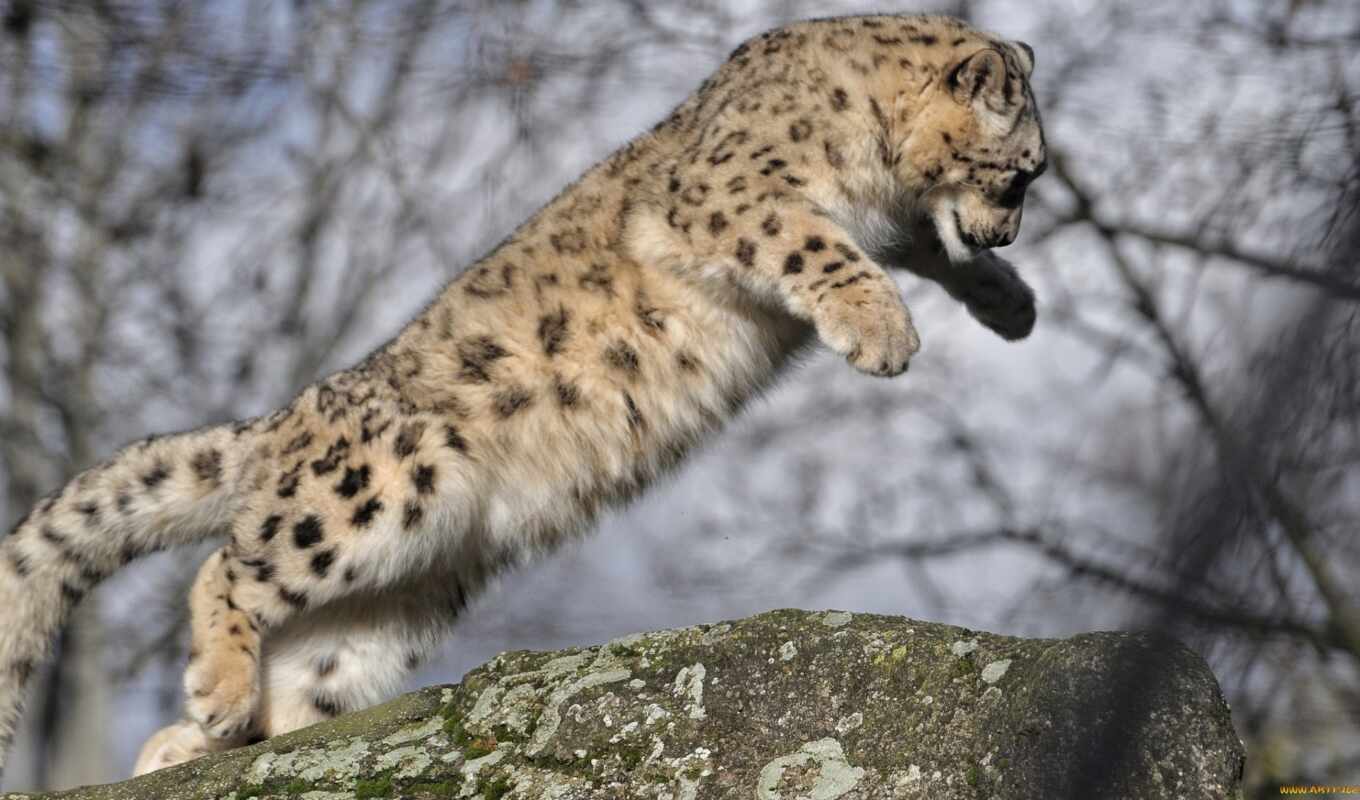 прыжок, леопард, льв, leopardo, nieve, oir