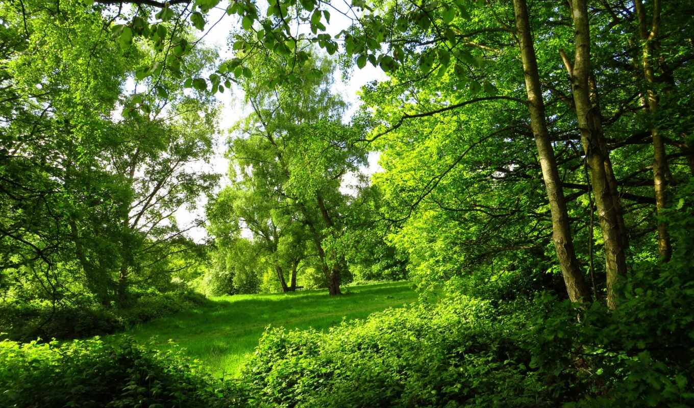 nature, picture, forest, lawn, greenery