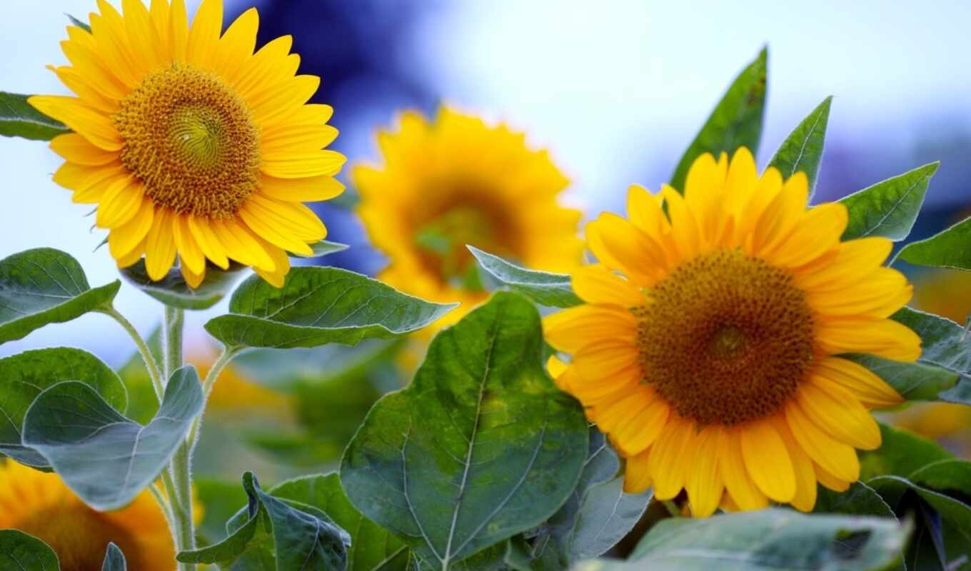 nature, flowers, sunflower, plant