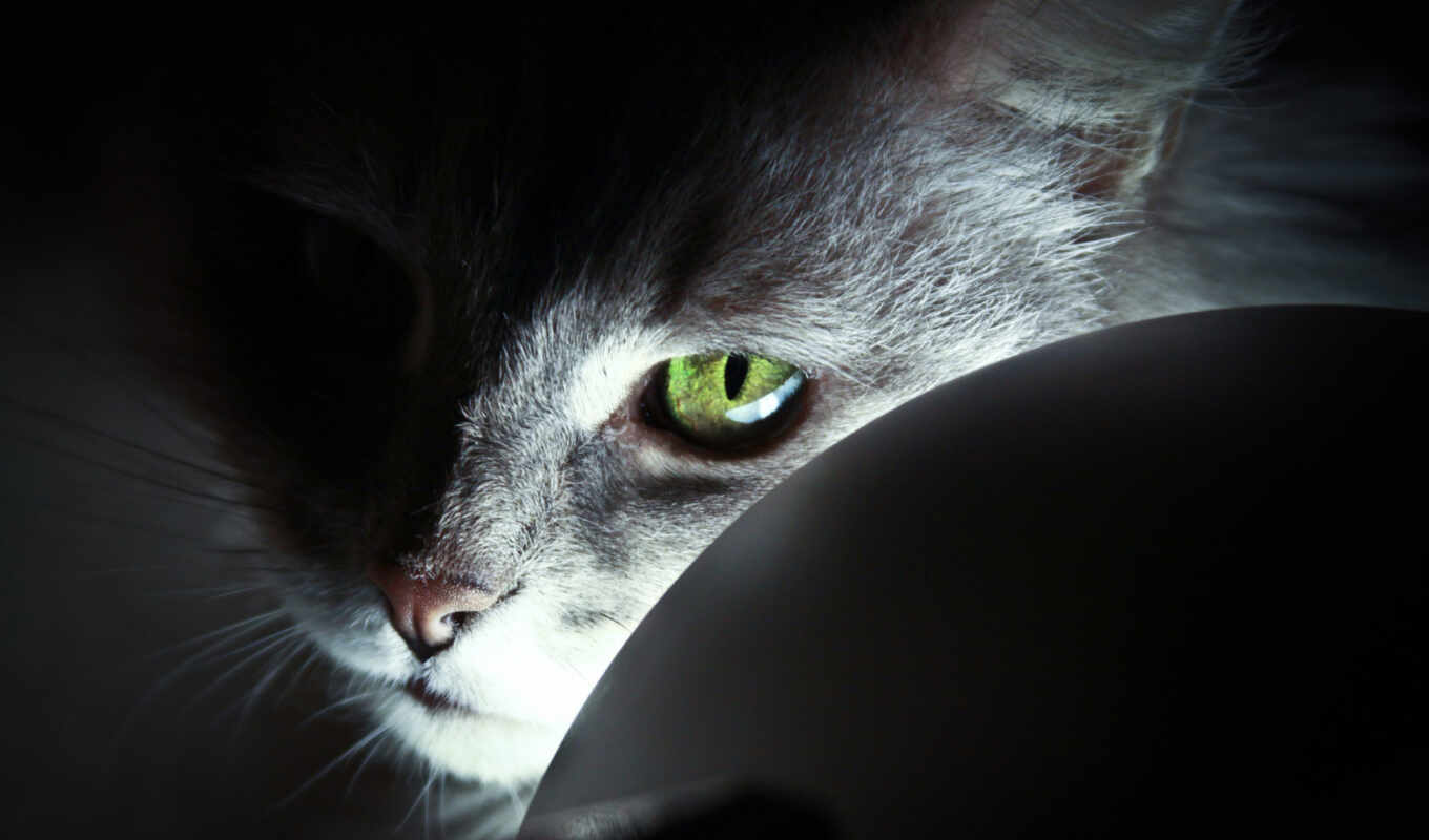 eye, light, cat, zhivotnye