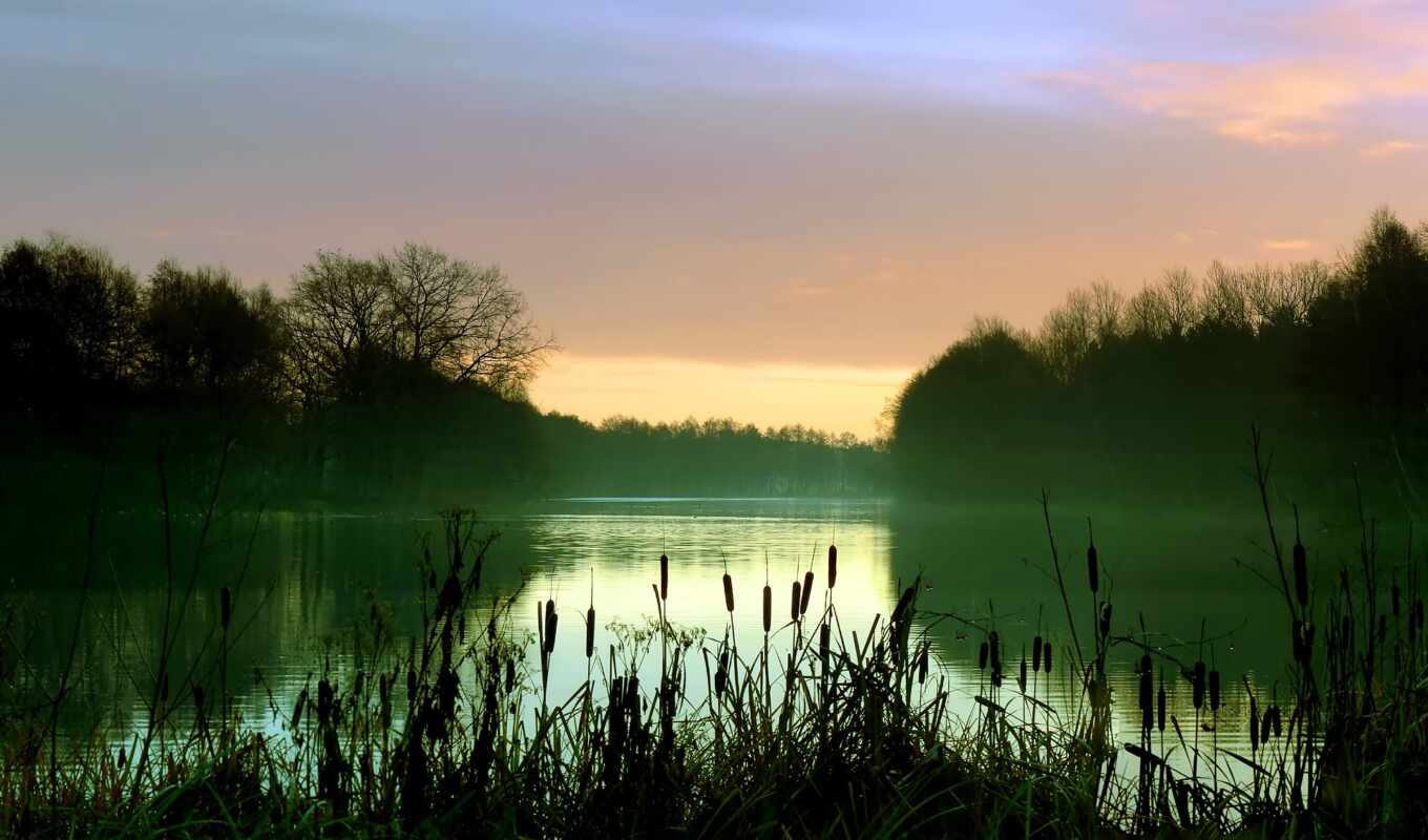 lake, forest, morning, fog, reeds, reed