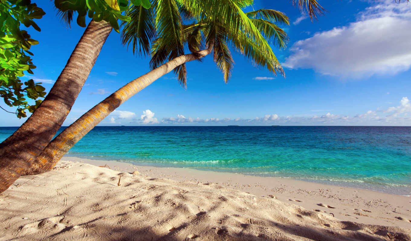 summer, пляж, море, песок, palm, tropic