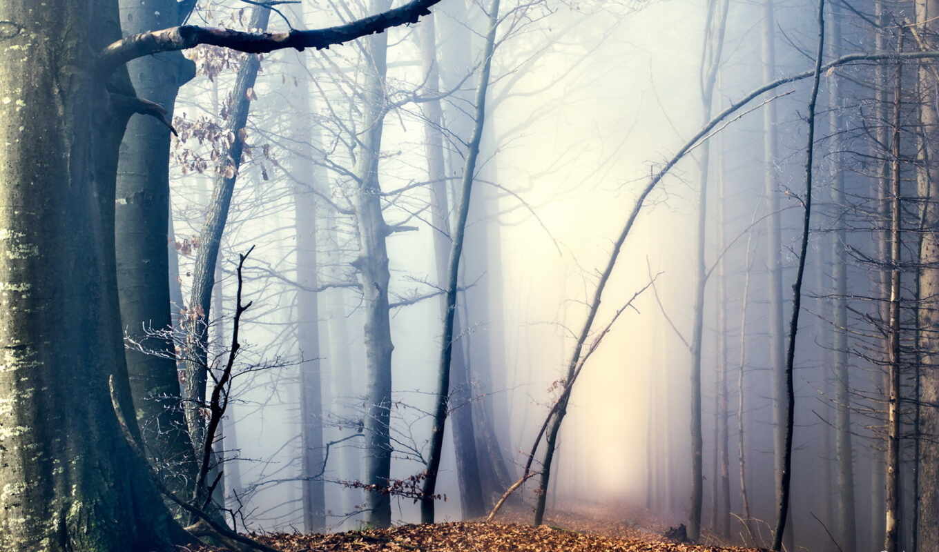 лес, осень, туман, winallo