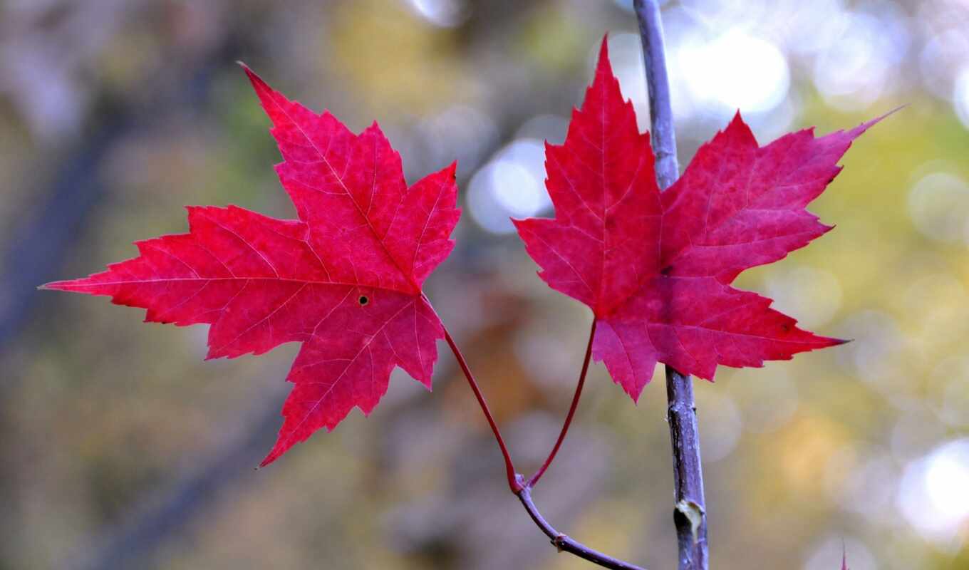 осень, leaf