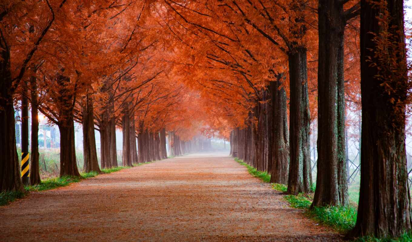 tree, path, please, leaf, poetry
