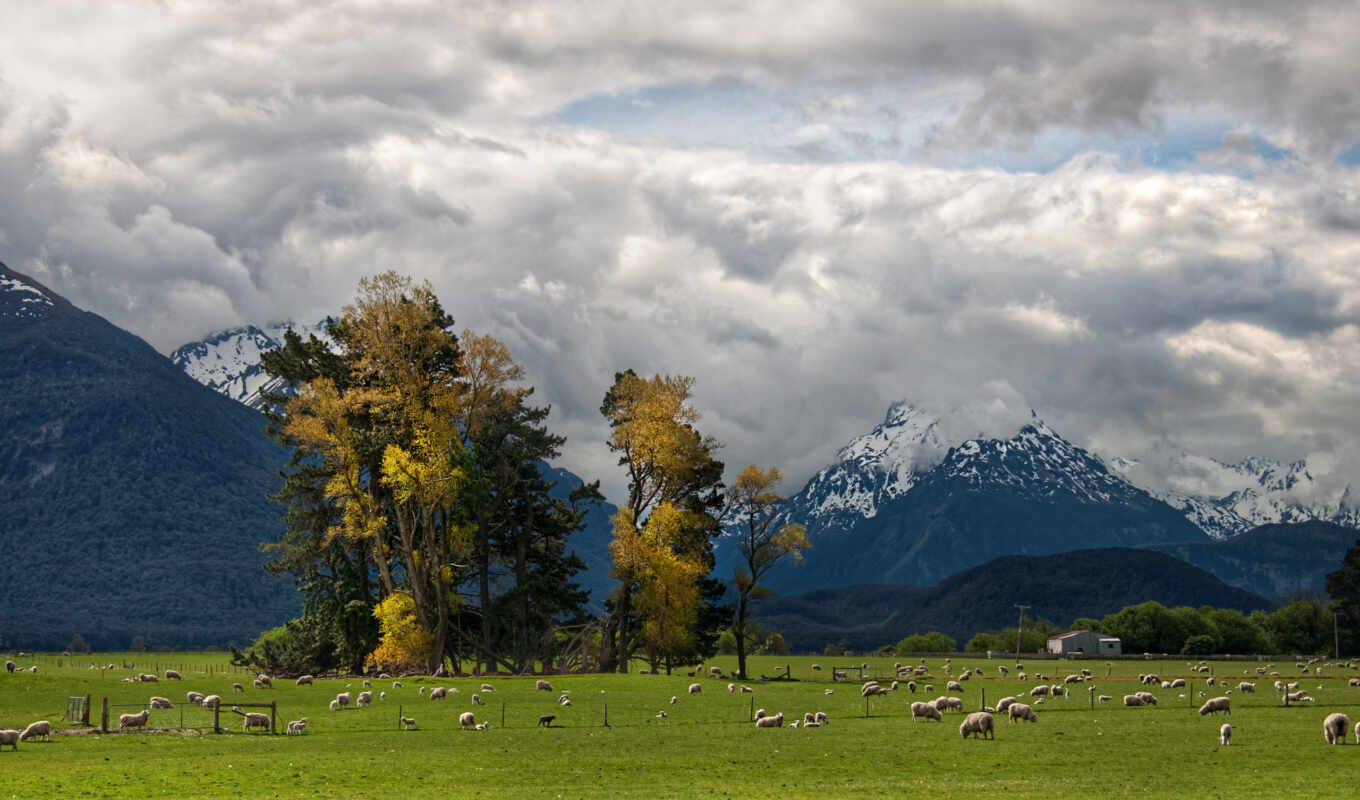 nature, trees, Photo, picture, picture, save, landscapes, animals, sheep, choose, the alps, with the button, right, mice, farm, downloads, pasture, herd, sheep, 100, sheep, sheep