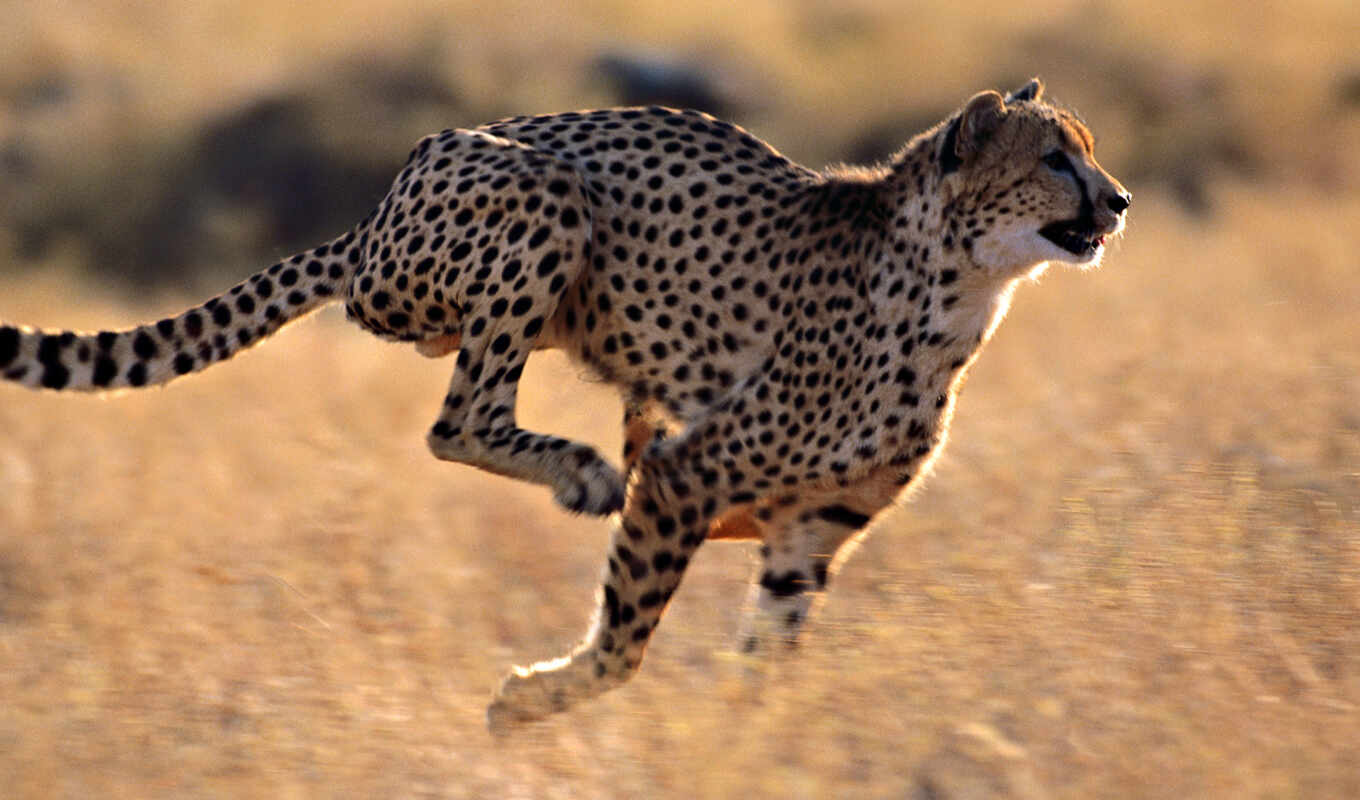 view, picture, leopard, predator, cheetah, hepard