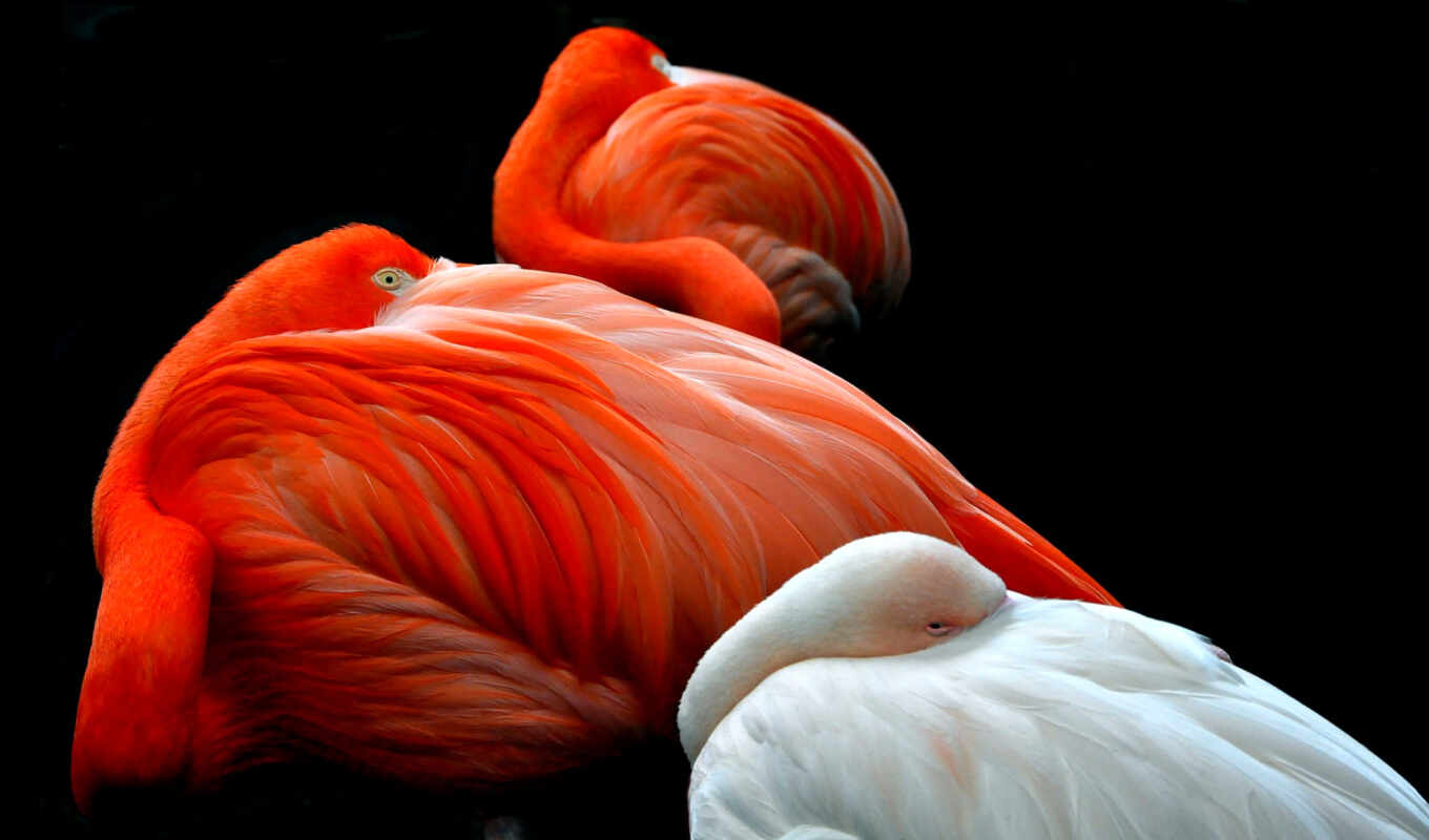 flamingo, background, wallpapers, free
