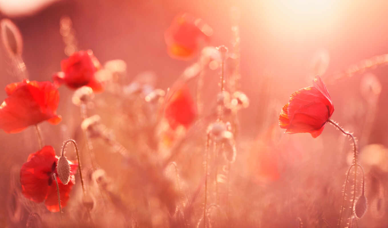 summer, sun, light, red, field, plant, color, cvety, sunny, poppy