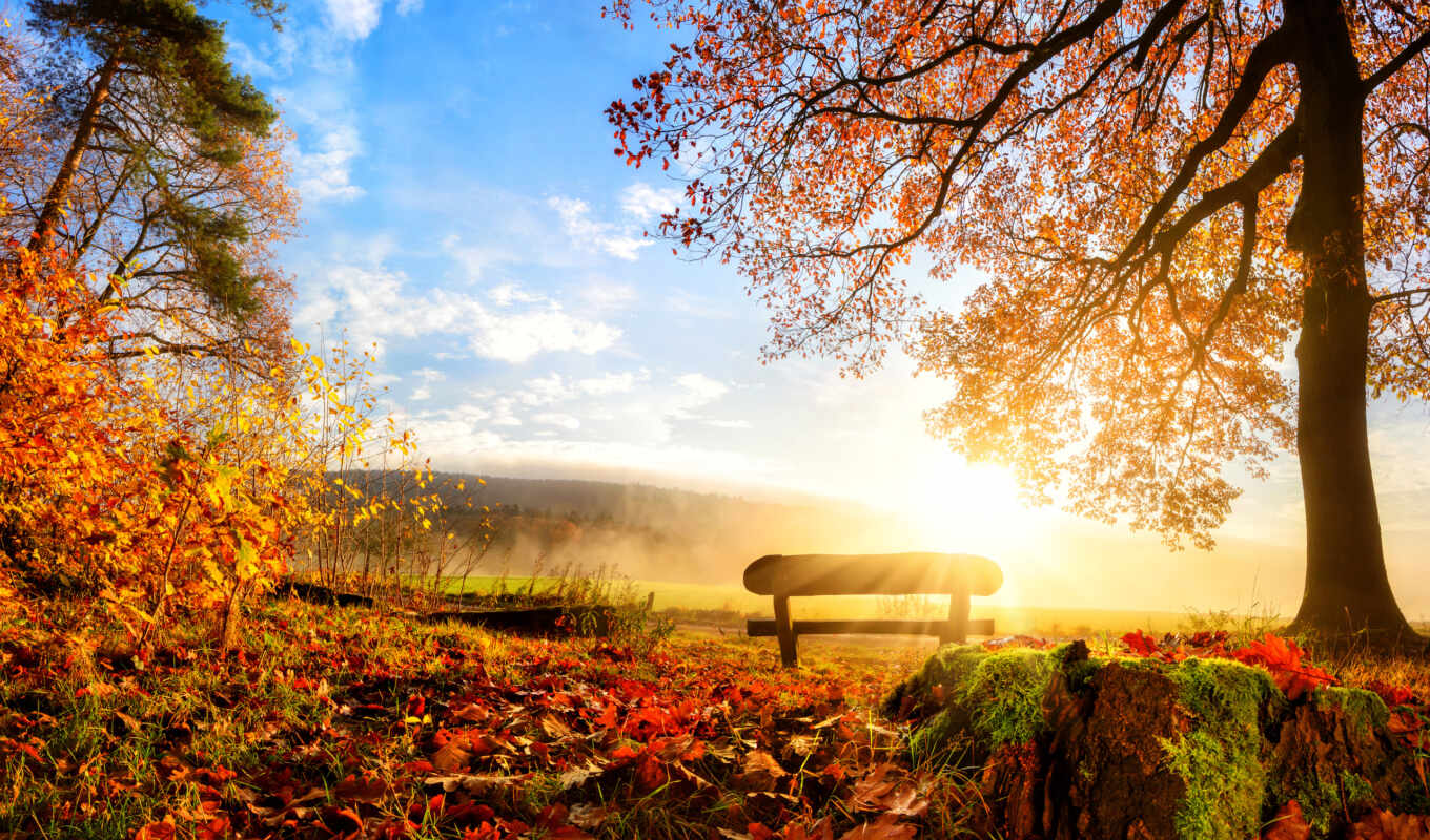high, want, forest, autumn, photo wallpapers