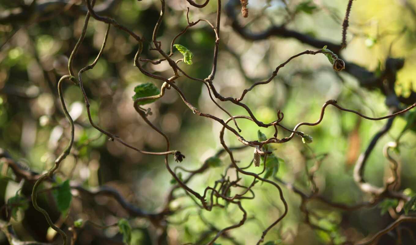 nature, leaf, liana