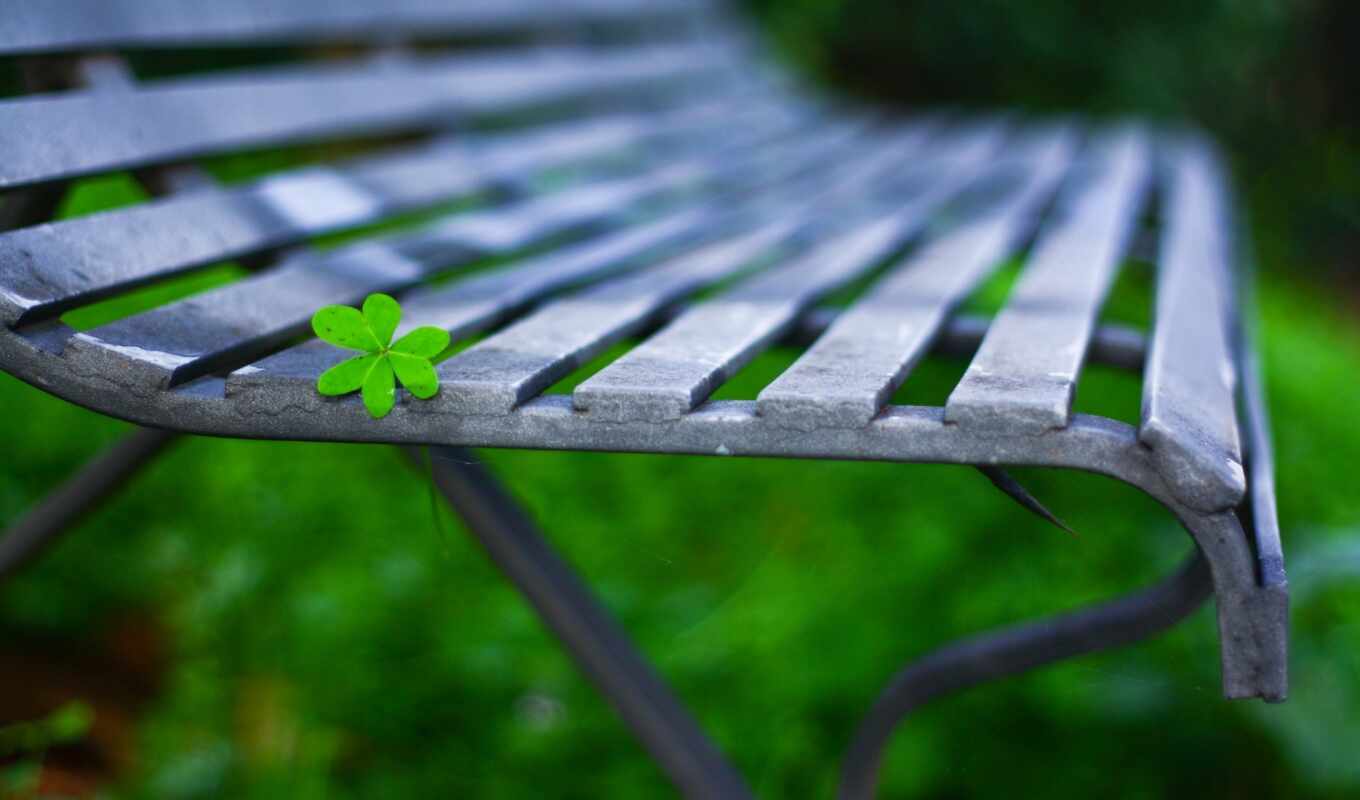 leaf, bench